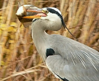 Blauwereiger101204